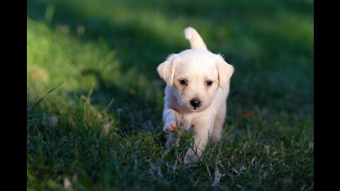 Beautiful Dog Plays On Grass! WHY?