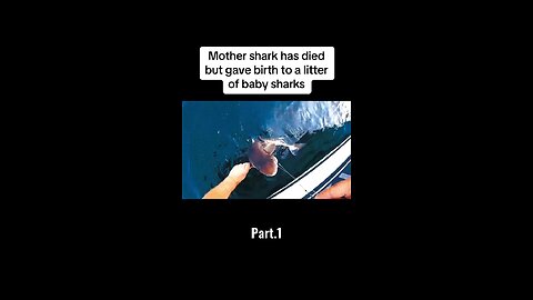 Mother shark died but gave birth to litter of baby sharks