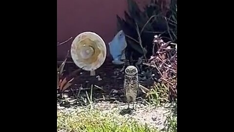 Burrowing Owl Live 6/14/2023 #BurrowingOwl #ProtectedSpecies #mywalksinparadise #TikTok #tiktoklive