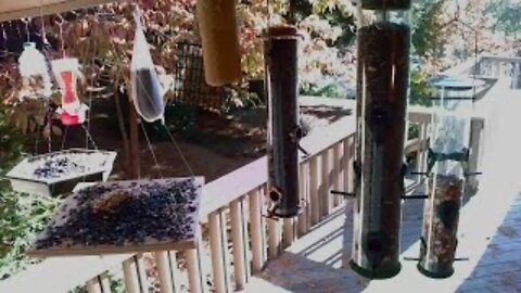 Live Oct 22 2021 Bird Feeder in Asheville NC. In the mountains