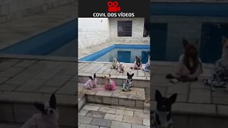 reunião da cachorrada na piscina 😂😂😂