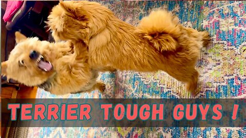 Playtime Fun: Watch These Terriers Wrestle!