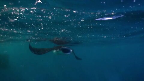 Underwater view of hovering Giant manta ray65