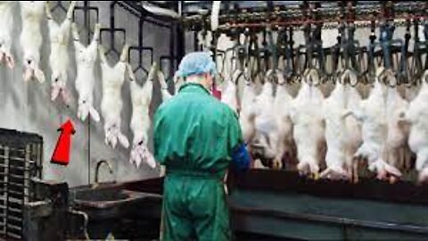 Modern Rabbit Farming and Harvest Technology 🐇- Rabbit meat processing in Factory - Rabbit Industry