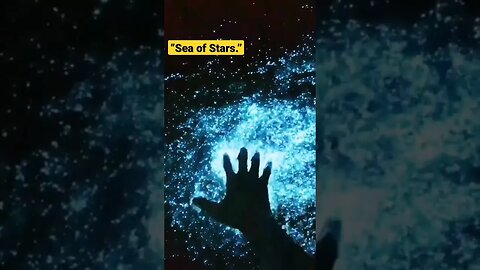 “Sea of Stars.😍😍#shortvideo #trending #neturalvideo #beach