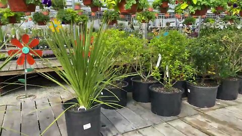 Green Cordylines in various sizes