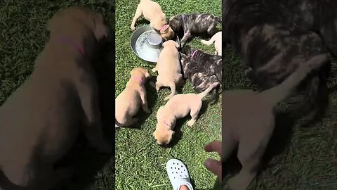 LonelyCreek puppies. Finny litter