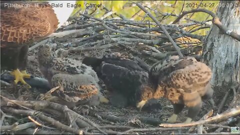 Hays Eagles Mom feeds huge Catfish to H13 H14 H15 2021 04 27 6:37AM