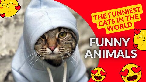 The funniest cats in the world