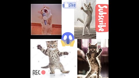 Watch Hilarious Cat Funny Dancing Moments | Top video 2023 #trending #viral #viralvideos #2023