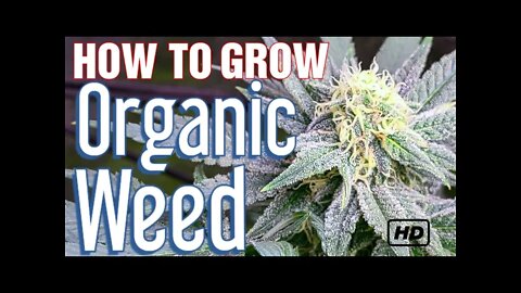 Growing Organic Weed at Home | EASY STEP BY STEP GUIDE FOR BEGINNERS