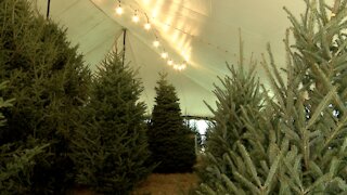 Severe weather and supply chain issues causing Christmas tree shortage