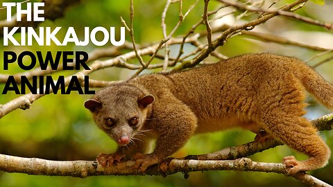 Kinkajou Power Animal