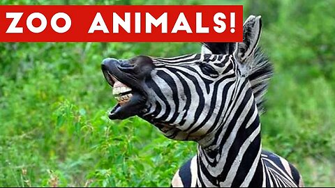 The Funniest Zoo Animals Home Video Bloopers of 2017 Weekly Compilation | Funny Pet Videos