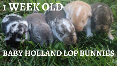 Baby Holland Lop Bunnies, 1 week old (Part 1)