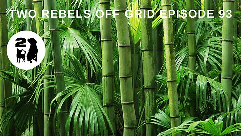 Can You Grow Bamboo In The Desert?