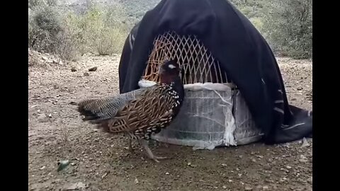 Amazing Black francolin full fun