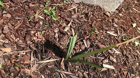 Rabbit damage to a young Sabal minor