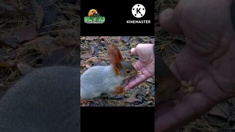 hungry squirrel