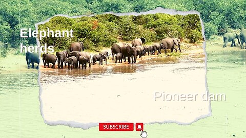 Elephant herds at Pioneer dam