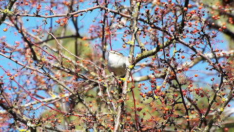 Bewick's Wren