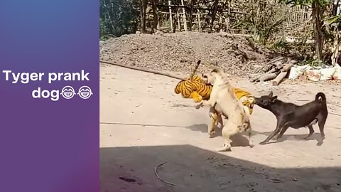 Fake tyger prank dog 😂