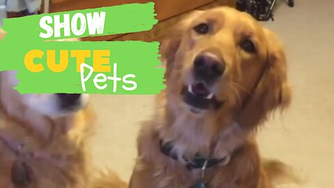 Show Cute Pets - Funny Animals