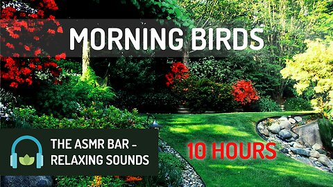 Morning Birds | Bird Sounds | Relieve Stress, Relaxing, Nature, Drift to Sleep