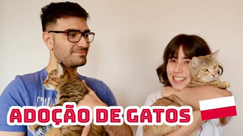 Adoção de gatos na Polônia