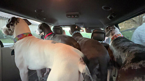 Back Seat Mini Van Riding With 5 Funny Leaning Great Dane Passengers