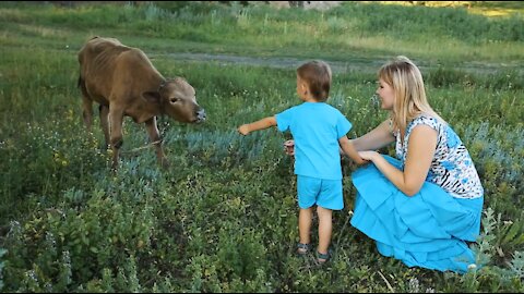 Mother with Babies and baby Cow become friends