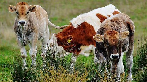 COWS GOING TO THE PASTURE COW SOUNDS COW VIDEO WITH MUSIC - Cow Video