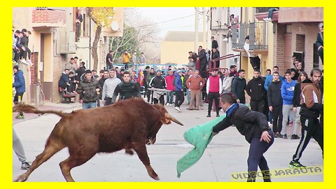 POZUELO DE ARAGON ( ZARAGOZA ) TARDE VACAS CALLE ( SABADO 14 ENERO 2023 ) VIRGEN DE SANCHO ABARCA