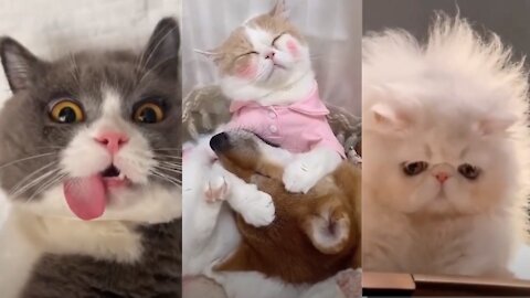 Best Funny Cat Videos 🤓 Cat Videos Compilation 😍