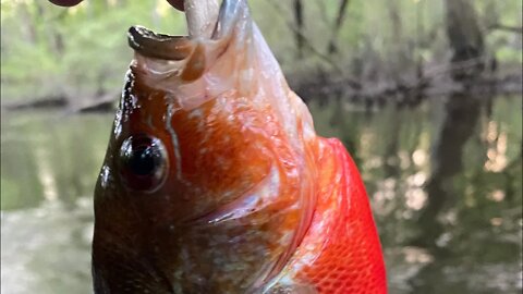 Fishing the banks of the Edisto River