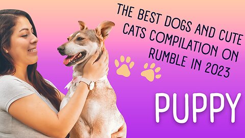 The Best Dogs and Cute Cats Compilation on Rumble in 2023