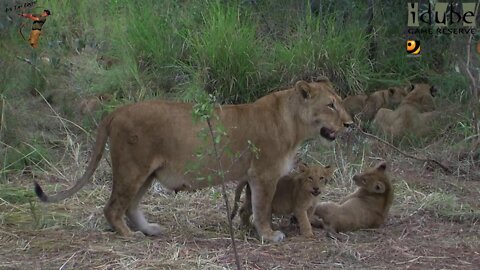 LIONS: Following The Pride 19: Relaxing Close To Their Meals