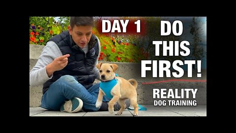 How to Train the FIRST 5 THINGS to ANY Puppy! Reality Dog Training