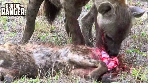 Cannibal Hyenas Eat Rival Clan Member Headfirst!!