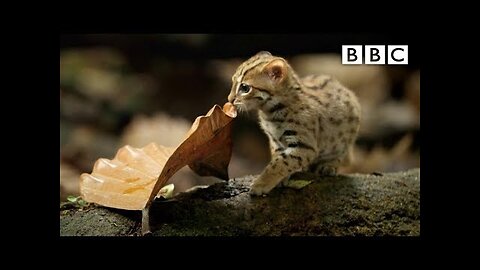 World's smallest cat 🐈- BBC