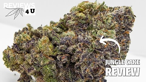 JUNGLE CAKE STRAIN REVIEW | THC REVIEWS 4 U - TEDDY FARMS