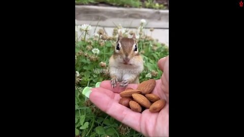 Cute Chipmunk Obeys Commands