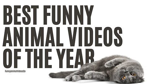 Best Funny Animal Videos of the year MUST WATCH