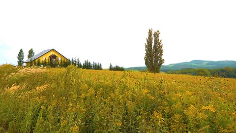 Relaxing Piano Music + "Little House on the Prairie" 💦 The Sound of Wind 피아노,마음이 편안해지는 음악,힐링