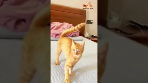 Cats😹how am I play with music Funny cat video #catsfunnyvideos #Petsandwild