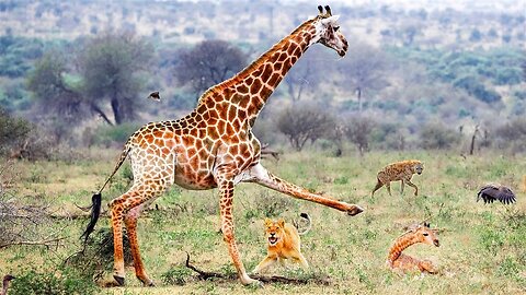 Giraffe Tries To Protect Her Baby From Lions, Hyenas and Jackals