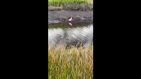 Roseate Spoonbill Takes Advantage Of Low Pond #RoseateSpoonbill #SWFL #Estero #DolbyVisionHDR