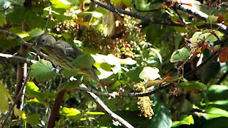 House Finch