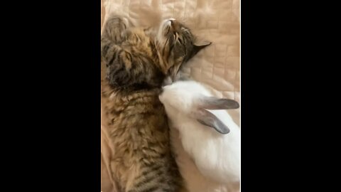 Cat and Rabbit slleping together unde the Blanket