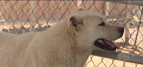 Welfare of rescued dogs a focus during ongoing Nye County animal abuse investigation